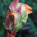 Sarracenia purpurea