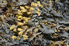 Seaweed