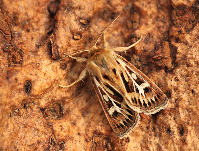 Antler Moth