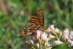 Snowberry Checkerspot on Creeping Snowberry Flowers