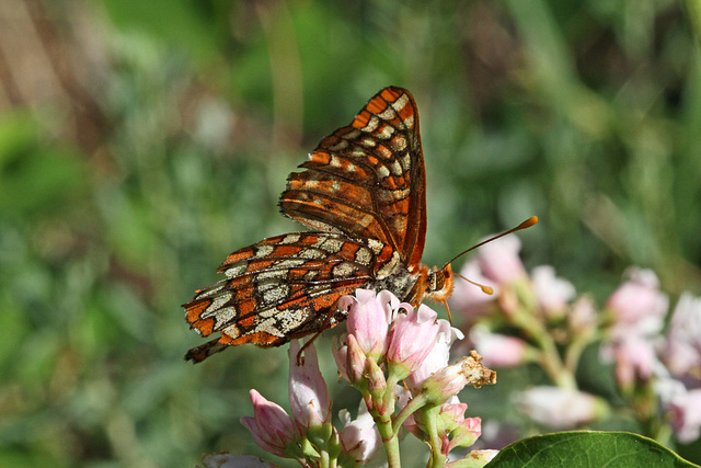 Snowberry Checkerspot on Creeping Snowberry Flowers