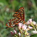 Snowberry Checkerspot on Creeping Snowberry Flowers