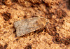 Six-striped Rustic