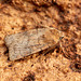 Six-striped Rustic