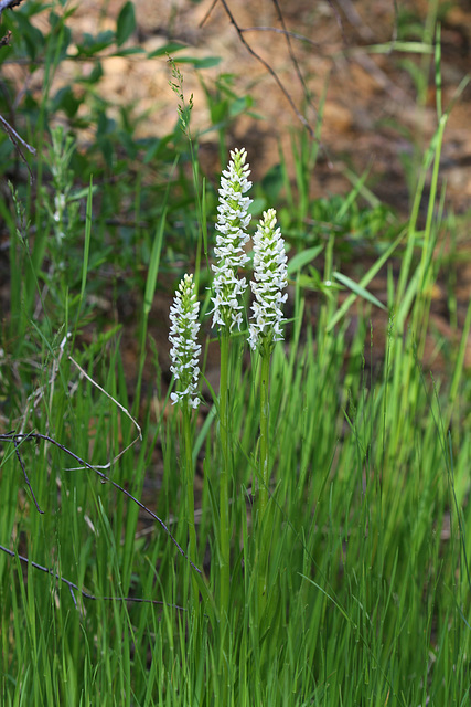 Platanthera dilatata var. dilatata