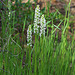 Platanthera dilatata var. dilatata