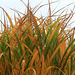 Autumn Grasses