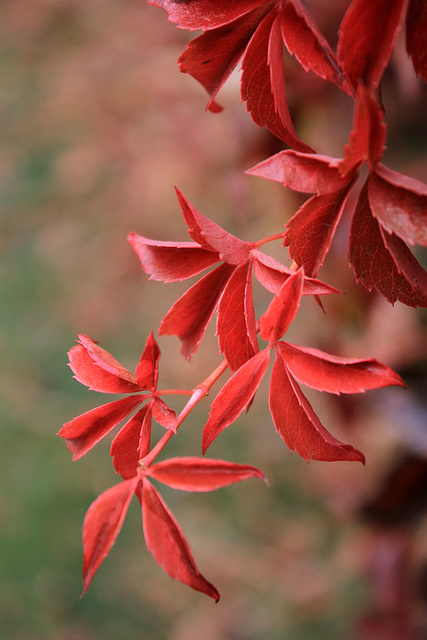 Autumn Color at Manito