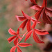 Autumn Color at Manito