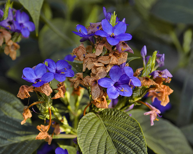 Winter Blue – Brookside Gardens