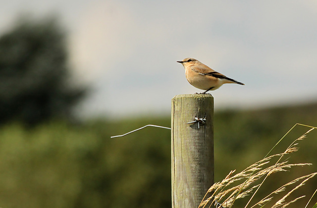 Wheatear Female