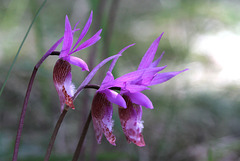 Calypso bulbosa var. occidentalis