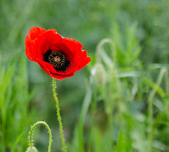 Coquelicot 1 modifié-1