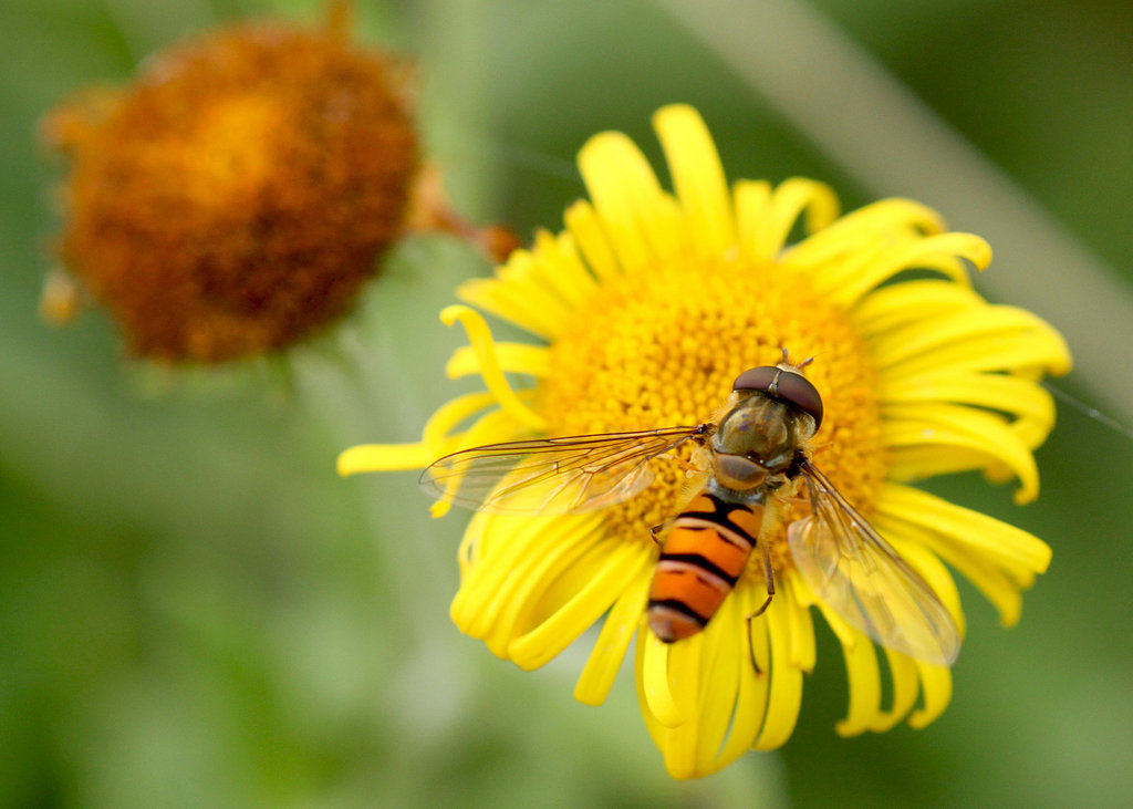 Marmalade Hoverfly