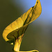 Sarracenia flava