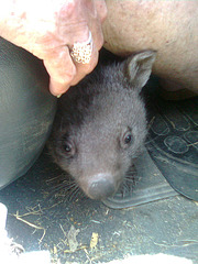 Boris the baby wombat & Maureen