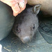 Boris the baby wombat & Maureen