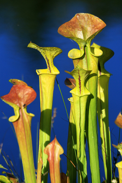 Sarracenia flava Sarracenia flava