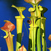 Sarracenia flava