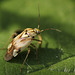 Miridae Plant Bug