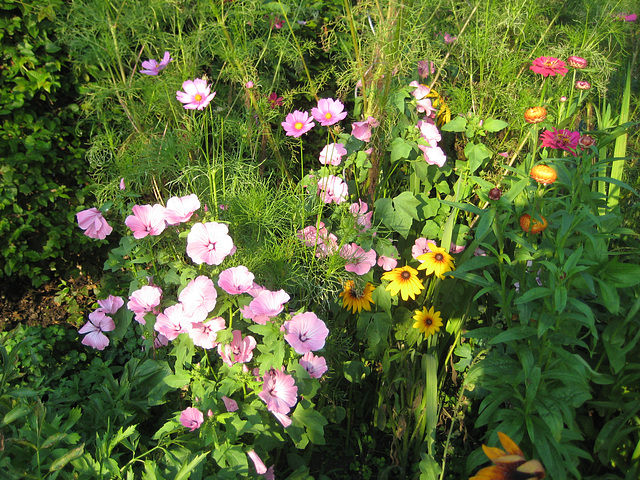 Blumenstück mit Malve, Cosmea, Strohblumen, Rudbeckia, Zinnien