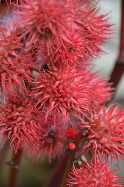 Fruits rouges du Ricin