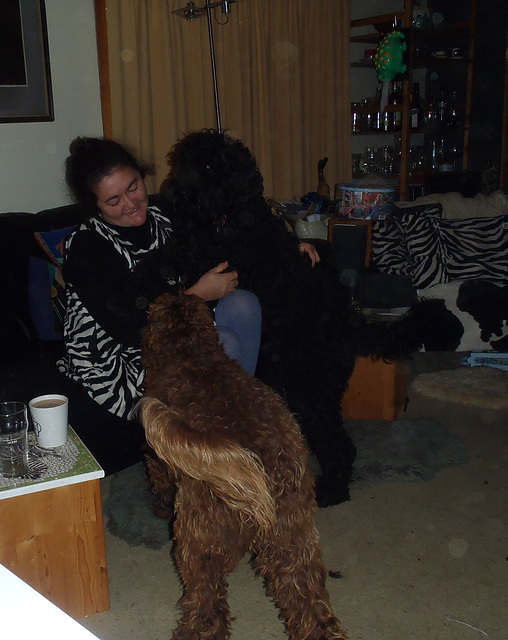 labradoodle love