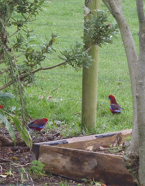 winter rosellas