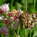 Propetius Dusky Wing Skipper on Creeping Snowberry