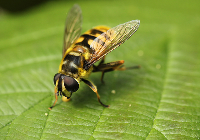 Myothropa florea