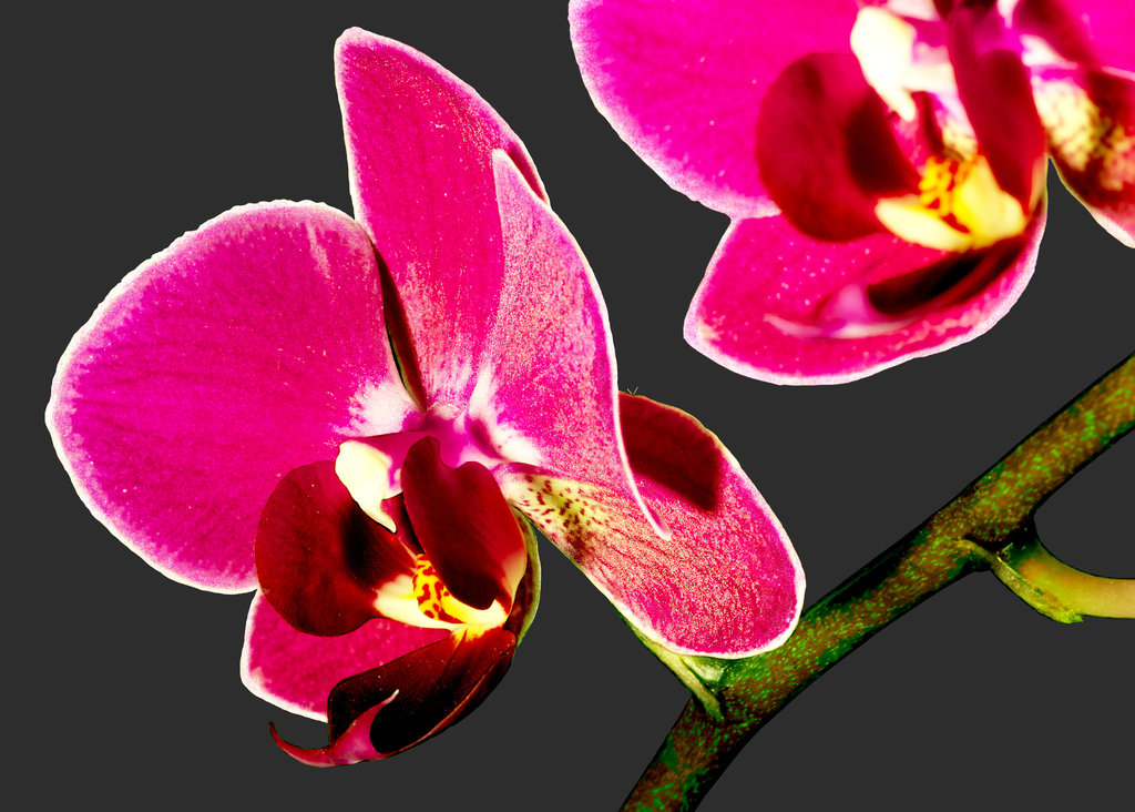 Phalaenopsis in Red (#2)