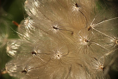 Thistle Abstract