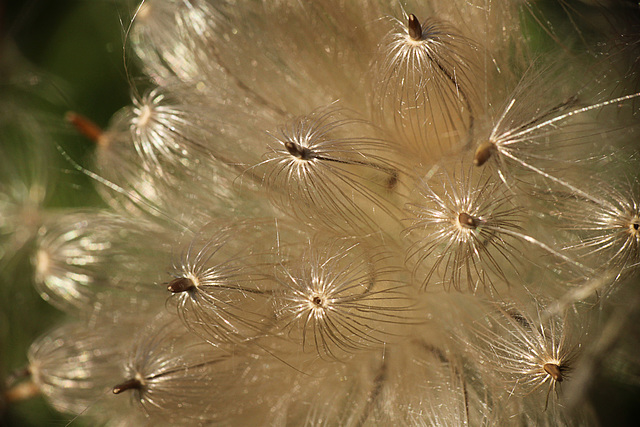 Thistle Abstract