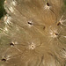 Thistle Abstract