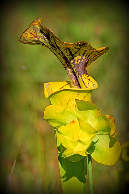 Sarracenia flava