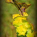 Sarracenia flava