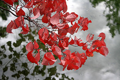 Autumn Reflections