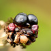 Fly Faced Berry Eats Caterpillar...