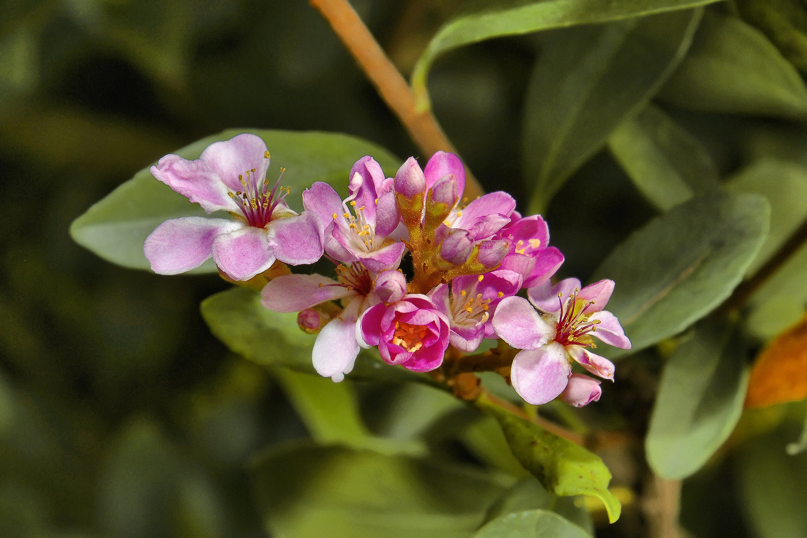 Indian Hawthorn – Brookside Gardens