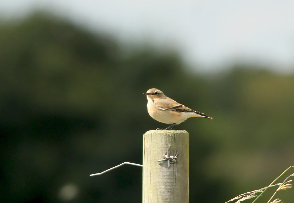 Female Wheatear