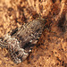 Copper Underwing