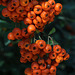 Autumn Berries