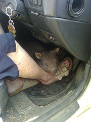 Boris the baby wombat & Maureen