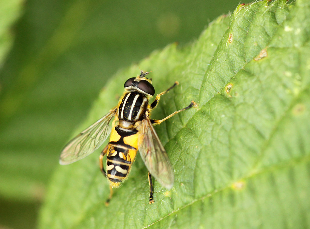 Sun Fly Hoverfly