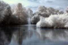 Greenwich Park IR 2.jpg