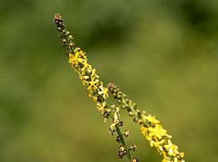 Agrimony