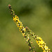 Agrimony