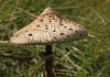 Parasol Fungi