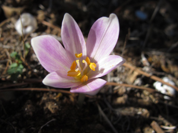 Autumn crocus