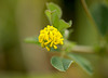 Lesser Trefoil